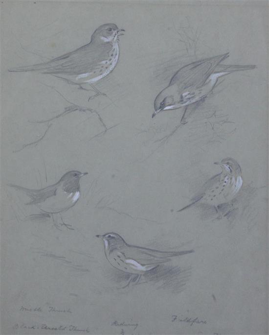 Archibald Thorburn (1860-1935) Mistle Thrush, Blackthroated Thrush, Redwing, Fieldfare and Song Thrush 12 x 9.5in.